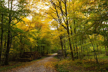 path in autumn forest