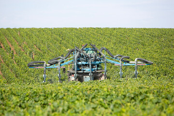 vineyards near epernay in champagne region being spraied by straddle tractor