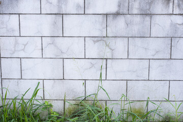 A wall with a brick pattern and a green plant growing out of it. The wall is dirty and has some moss growing on it