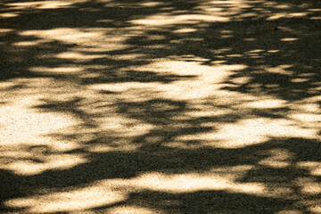 A tree casting a shadow on the ground. The shadow is large and dark, covering a significant portion of the ground. The contrast between the shadow and the tree creates a sense of depth