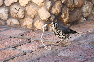 Groundscraper thrush (Turdus litsitsirupa) on the verandah of a chalet in Twee Rivieren camp, Kgalagadi, South Africa