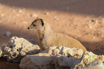 Yellow mongoose (Cynictis penicillata) inside camp at Nossob, Kgalagadi South Africa