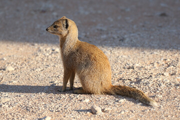 Yellow mongoose (Cynictis penicillata) inside camp at Nossob, Kgalagadi South Africa