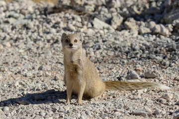 Yellow mongoose (Cynictis penicillata) inside camp at Nossob, Kgalagadi South Africa