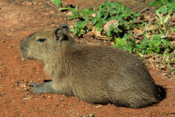 Um filhote de capivara (Hydrochoerus hydrochaeris) deitado no chão de terra .