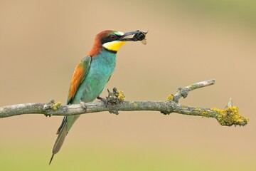Obraz premium European bee-eater Merops apiaster bird songbird wildlife nature beautiful animal rain finch, animal, bird watching ornithology, flower bud fauna wildlife Europe