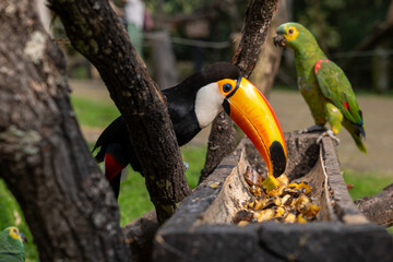 yellow billed toucan