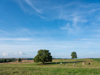 Fototapeta premium cows in hilly countryside of champagne-ardenne