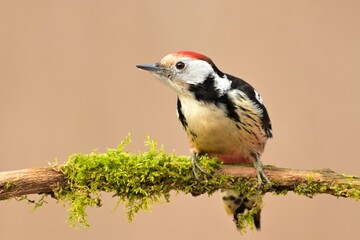 Middle spotted woodpecker Dendrocopos medius bird songbird wildlife nature predator cock o the north, beautiful animal mountain finch, animal, bird watching ornithology, wildlife Europe