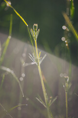 water drops on green grass. Beautiful closeup of a bent grass on a natural background after the rain with water droplets. wild grass after rain, close-up in summer