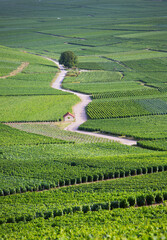 vineyards in the champagne region between reims and epernay in france