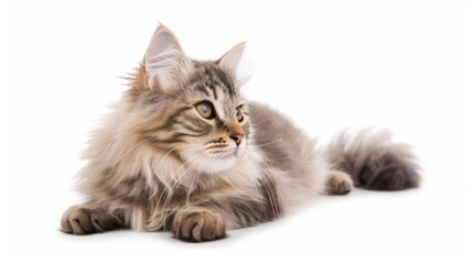 Cat sitting or lying down, isolated on a white background