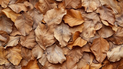 Forest floor covered with dry teak leaves, creating a textured