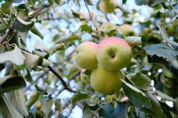 Fresh Green Apples Are Hanging Beautifully on a Tree Branch in the Bright Sunlight