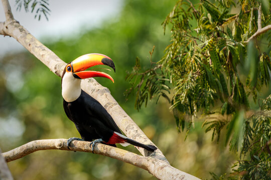 The toco toucan (Ramphastos toco), also known as the common toucan or giant toucan, searching for food in the North part of the Pantanal in Brazil