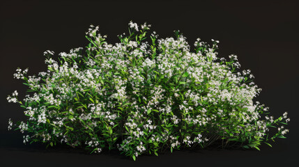 Fototapeta premium bush with flowers on black background