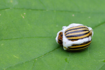 Potato beetle (Leptinotarsa decemlineata) killed by Beauveria bassiana, also known as Cordyceps bassiana, a fungus causing white muscardine disease; used as a biological insecticide to control pests.