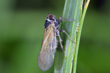 Javesella pellucida a common, tiny planthopper from the family Delphacidae on grass leaf.