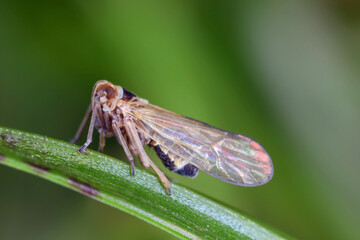 Javesella pellucida a common, tiny planthopper from the family Delphacidae on grass leaf.