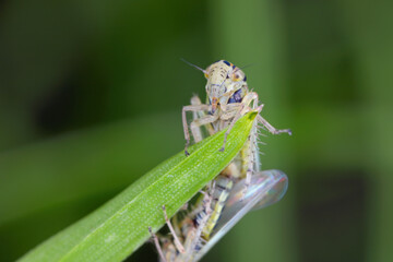 Leafhopper Macrosteles laevis on grass leaf. A male and female during copulation.