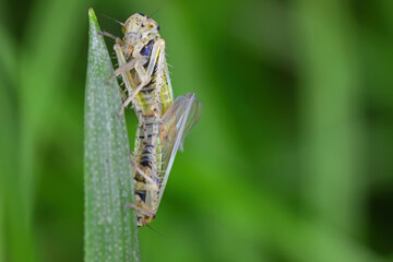 Leafhopper Macrosteles laevis on grass leaf. A male and female during copulation.