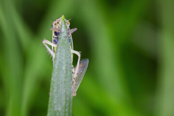 Leafhopper Macrosteles laevis on grass leaf. A male and female during copulation.