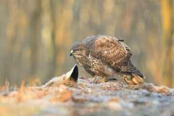 Common buzzard Buteo buteo wildlife, eats fox Vulpes vulpes carrion snowy forest frost winter, snow...