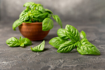 Green basil leaves on a textured wooden background. Kitchen herbs, spices. Fresh green organic basil. Vegan. Greens for salad. Place for text. Copy space.