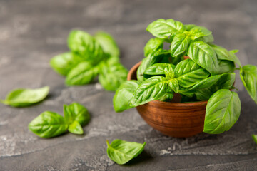 Green basil leaves on a textured wooden background. Kitchen herbs, spices. Fresh green organic basil. Vegan. Greens for salad. Place for text. Copy space.