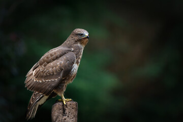 Common Buzzard (Buteo buteo) searching for food in the forest of Noord Brabant in the Netherlands.  Forest background