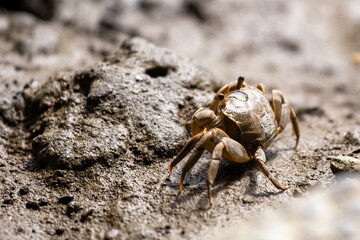 Freshwater Crab (Family: Potamidae) spotted outdoors