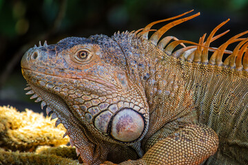 Green Iguana (Iguana iguana) spotted outdoors