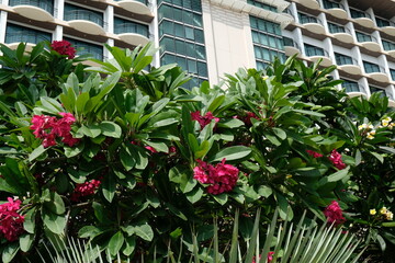 bushes with bright pink flowers against the background of a building