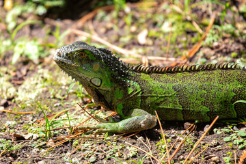 Green Iguana (Iguana iguana) spotted outdoors