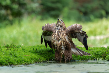 Common Buzzard (Buteo buteo) searching for food in the forest of Noord Brabant in the Netherlands.  Forest background