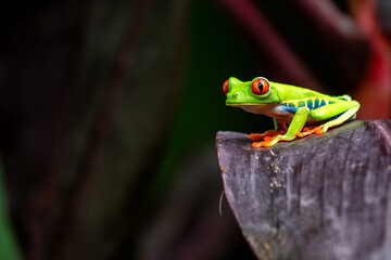 Red-Eyed Tree Frog (Agalychnis callidryas) spotted outdoors