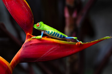 Red-Eyed Tree Frog (Agalychnis callidryas) spotted outdoors