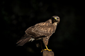Common Buzzard (Buteo buteo) searching for food in the forest of Noord Brabant in the Netherlands.  Forest background