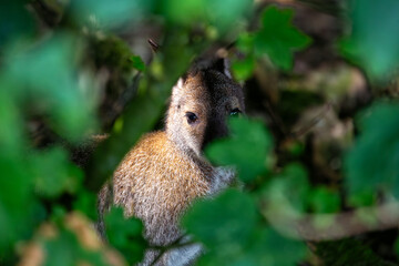 Eastern Grey Kangaroo (Macropus giganteus) Hiding in the Bushes