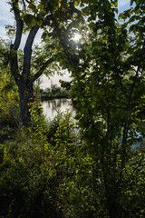 vegetated river bank