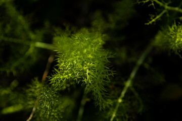 close-up of a green shrub branch