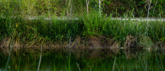 road next to river bank with vegetation