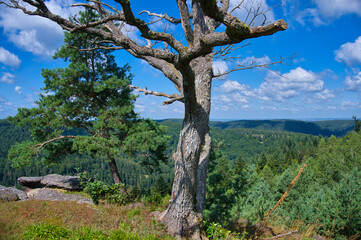 In den Höhen von Reinhardsmünster in den Vogesen mit Blick auf Dabo