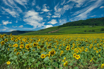 Sonnenbumenfeld  im nördlichen Elsass