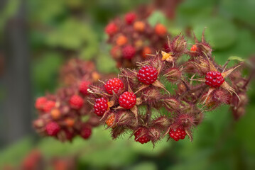 A brunch of fresh Japanese wineberries (Rubus phoenicolasius) growing in the garden  