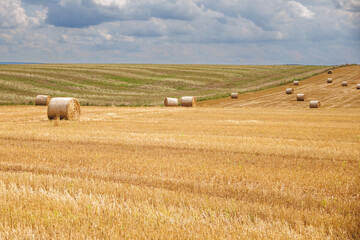 Fototapeta premium hay bales on harvested wheat field. cattle straw bedding