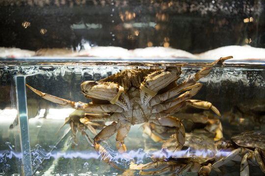 Krebs im Aquarium