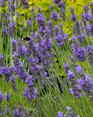 Fototapeta premium Lavender field and the flying bumblebee