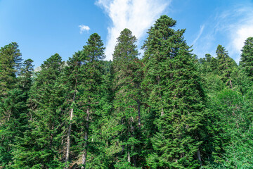 Tall green pines against a blue sky