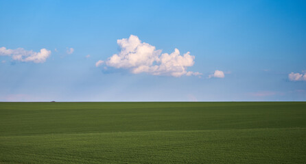 grass grows on a green field on a farm
